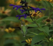 2023 09 17 LongFellowGardens 044